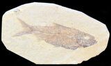 Detailed, Knightia Fossil Fish - Wyoming #42399-1